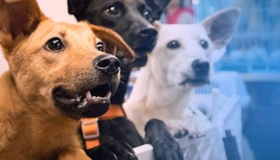 Union County announces plans for new animal shelter