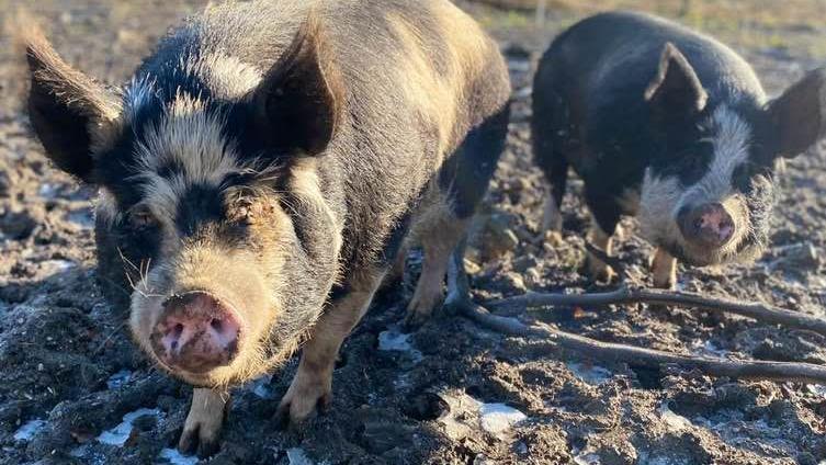 Threatened pigs saved after sanctuary's appeal