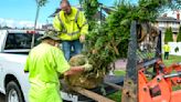 'You can never plant enough trees': Charleston surpasses 100-tree goal