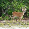 National Key Deer Refuge