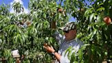 After disastrous 2023, a ‘bumper’ crop of Georgia peaches is coming thanks to cool winter