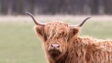 Man Adorably Chasing His Fluffy Cows Will Make Anyone’s Day