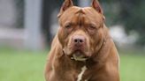 Un pitbull ataca brutalmente a una niña de 7 años y le causa mordeduras de gravedad en la cara