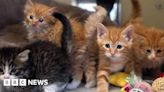 Plans to refurbish Coventry cattery amid rise in demand