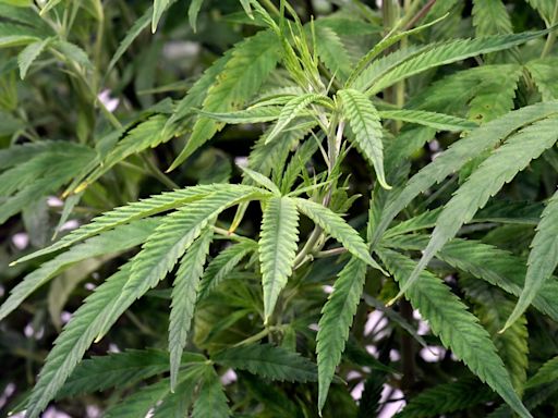 Más de $53 millones de dólares en cannabis ilegal son incautados en California - La Opinión