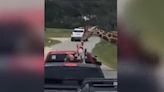 Watch A Giraffe Pick Up A Kid Out Of The Back Of A Truck At A Wildlife Park | iHeart