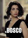 Il bosco