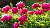 How to Grow and Care for Peonies to Ensure Beautiful Blooms Year After Year