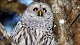 Almost half-a-million owls to be killed in US in attempt to save another owl species from extinction