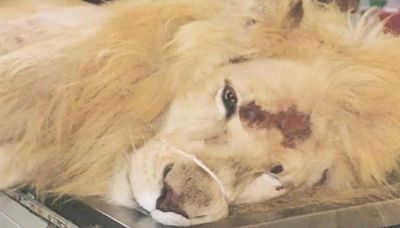 León muere en zoológico de Yucatán por golpe de calor