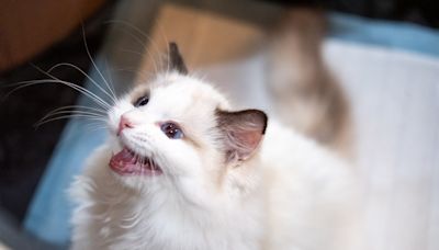 Cat mimicking screaming kids has internet in stitches: "Confused"