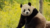 Two New Giant Pandas Coming to Smithsonian’s National Zoo and Conservation Biology Institute From China by End of the Year