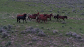 BLM plans to take more than 1,000 wild horses in roundup northeast of Eureka