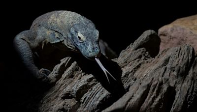 Pour mieux tuer leurs proies, les dragons de Komodo ont du fer sur les dents