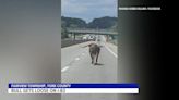 Watch: Lornghorn steer uses horns to escape trailer onto Pennsylvania highway