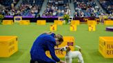 Live updates: Westminster Dog Show’s final night, including Best in Show