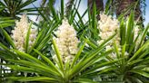 Growing Yucca Is Easy—25 Types You Can Grow at Home