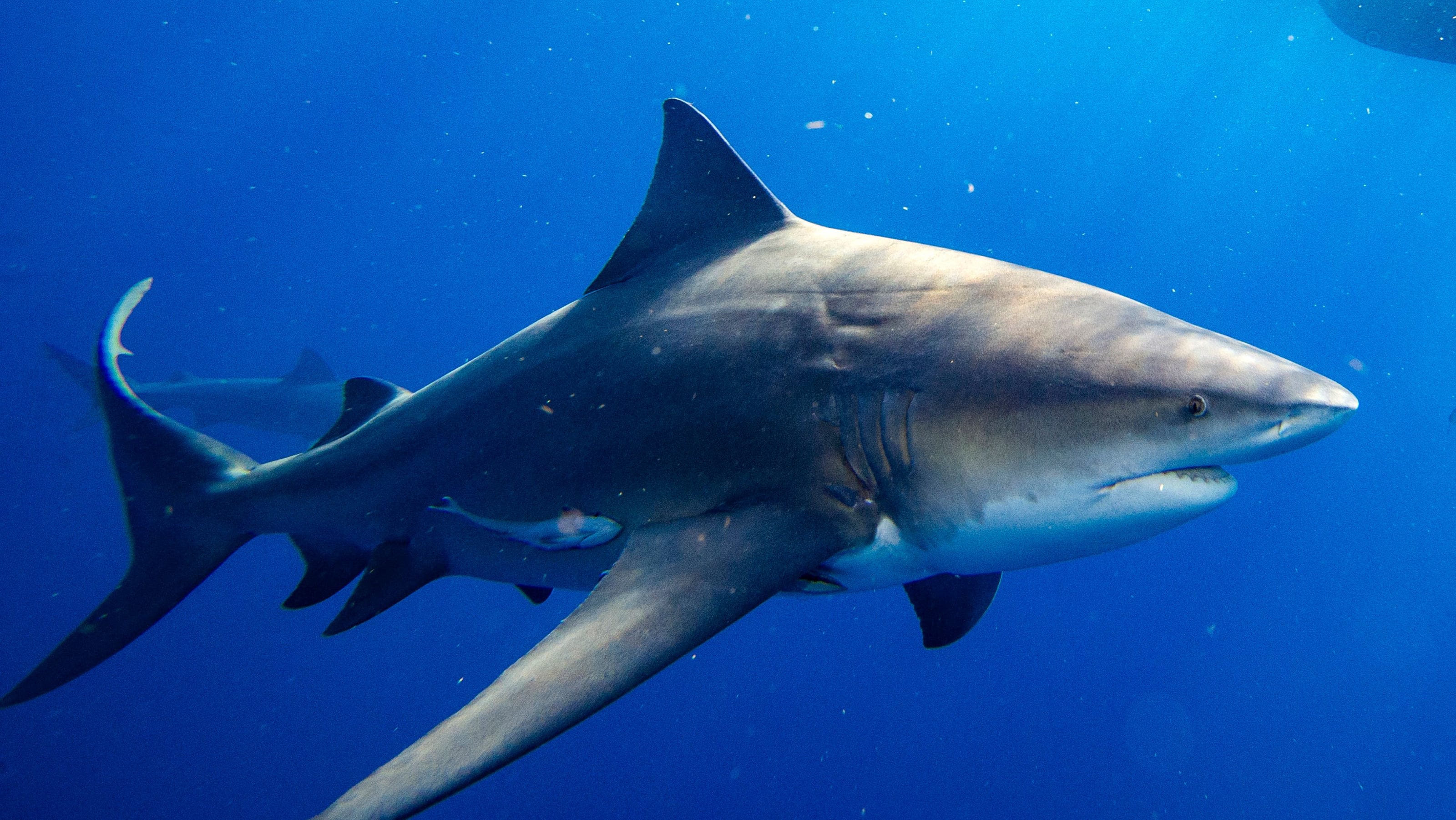 Baby bull shark numbers are increasing in Texas, including Galveston Bay and Sabine Lake