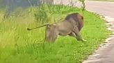 Massive Lion Spots A Young Hyena Wandering Alone On The Road. Gulp.