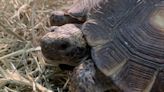 Local tortoise Midsize Sedan vies for Wacky Pet Names crown