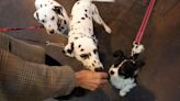FDA Warns Pet Owners to Throw Away Dangerous Recalled Dog Treats