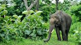 Morning brief: Wayanad survivors' close call with elephants; IAS officer faces contempt for 'attack' on judge, more