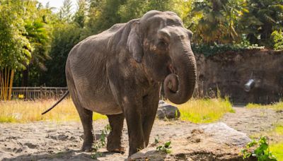 Asian elephant who called Point Defiance Zoo home for nearly 3 decades passes away