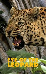 Eye of the Leopard