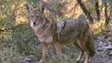 Coyote attacks on pets on the rise in MetroWest