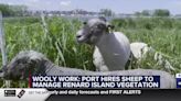 Wooly work: Port hires sheep to manage Renard Island vegetation