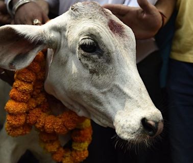 Like the Prophet in Pakistan, holy cow has killed many in India. Modi isn't the problem