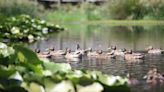 Nilüfer lake confronts water challenges amid rising temperatures