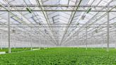 Gotham Greens, which serves grocers like Publix, opens nearly 5-acre greenhouse near Athens