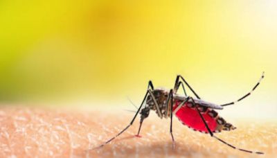 Dengue Panic Grips Kerala As Cases Surge Amid Heavy Monsoon Rains; Malappuram Tops List With Most Infections