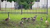 Goose nuisance: Some Baton Rouge businesses use fake coyotes, other ploys to fend off fowl