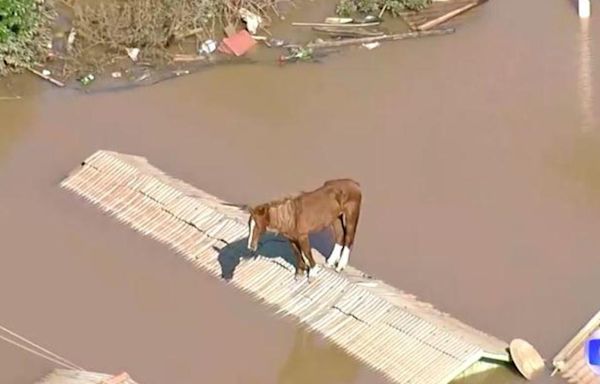 Caramelo the horse rescued from a rooftop amid Brazil floods in a boost for a beleaguered nation