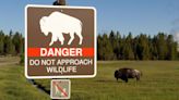 83-year-old South Carolina woman gored by bison in Yellowstone National Park suffers serious injuries