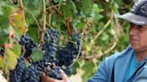 Investigadores de Argentina, España y Alemania descifran el genoma completo del malbec