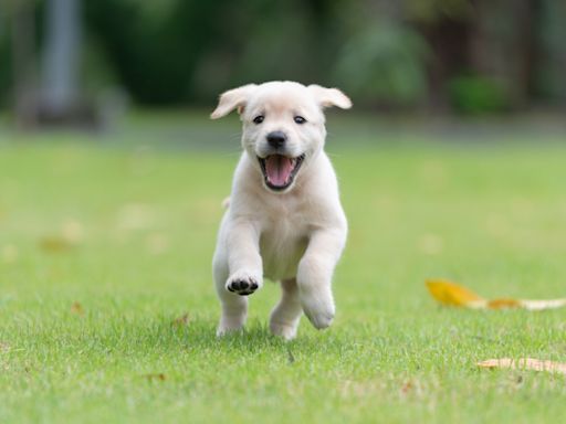 Queen Camilla Gives Adorable Medical Protection Labrador Puppy the Cutest Name