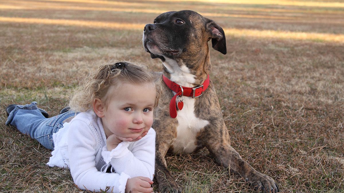 Story Claims Toddler Went Missing for 2 Days Until a Veterinarian Checked Her Pit Bull. Here's the Truth