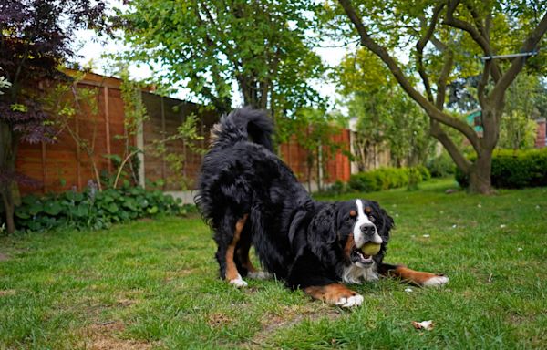 Mom Shows off Bernese Mountain Dog's 'Athleticism' and It's a Sight To Behold