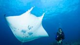 Nadar con mantarrayas en Hawai: cómo es la experiencia extrema del turismo aventura