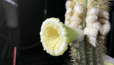 Florida Cactus Is First Local Extinction In USA Due To Sea Level Rise