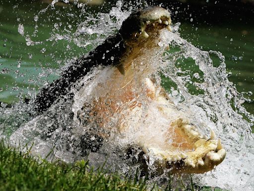 Massive search underway for child feared taken by crocodile while swimming