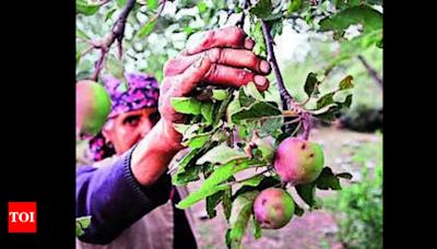 Himachal Pradesh’s apple economy to face losses this year | Shimla News - Times of India