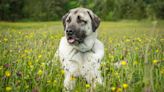 Baby Goat Remembers Livestock Guardian Dog Who Protected Her After Birth