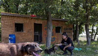 Turkey's plan to get stray dogs off streets touches raw nerve