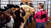 A cold barn and intense competition, Taylor County Livestock Show comes to close