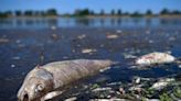 Dead fish in River Oder on Polish/German border spur contamination probe