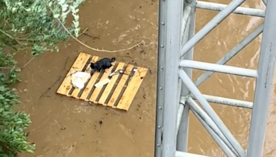 Video of Man Racing to Rescue Cat From Devastating NC Floods Tugs at the Heartstrings